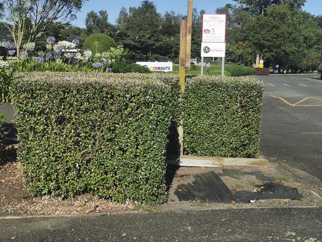 Roadside hedge trimmed square and level at a Waihi property